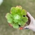 Aeonium Salad Bow Importado