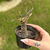 Dorstenia Lancifolia na internet
