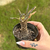 Dorstenia Lancifolia - comprar online