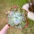 Echeveria Gibbiflora Anjo Caido en internet