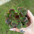 Echeveria Ariana - comprar online