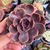 Echeveria Ariana na internet