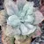 Echeveria Gibbiflora Barbillion na internet