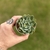 Echeveria Camanoi na internet