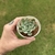Echeveria Camanoi - comprar online