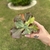 Echeveria Gibbiflora Mauna Loa Variegata - comprar online