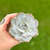 Echeveria Híbrida Cante x Lilacina na internet