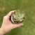 Echeveria Captain Rose - Bru Suculentas