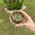Echeveria Captain Rose - comprar online