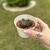 Echeveria Cat's Eye na internet