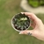 Echeveria Cat's Eye - Bru Suculentas