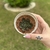 Echeveria Cat's Eye - comprar online