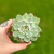 Echeveria Chihuahuensis - comprar online