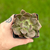 Echeveria Concret Jungle en internet