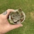 Echeveria Concret Jungle - comprar online
