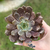 Echeveria Cosmos - comprar online