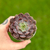 Echeveria Cosmos na internet