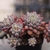 Echeveria Crown Ball - loja online