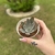 Echeveria Cuspidata Menchaca - Bru Suculentas