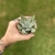 Echeveria Cuspidata Menchaca - loja online