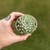 Echeveria Cuspidata Zaragozae - loja online
