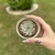 Echeveria Cuspidata Zaragozae - comprar online