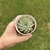 Echeveria Cuspidata Zaragozae na internet