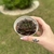 Echeveria Dyonisus - comprar online