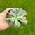 Echeveria Gibbiflora Electra - comprar online