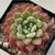 Echeveria Fantasia Carol na internet