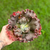 Echeveria Gibbiflora Crescent Spring - comprar online