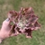 Echeveria Gibbiflora Fury Fire Variegata - comprar online