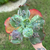Echeveria Gibbiflora Anjo Caido - comprar online
