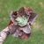 Echeveria Gibbiflora Bittersweet - comprar online