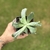 Echeveria Gibbiflora Culibra - comprar online
