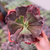 Echeveria Gibbiflora Increible