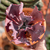 Echeveria Gibbiflora Increible - comprar online