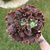 Echeveria Gibbiflora Ink Lady - comprar online
