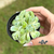 Echeveria Gilo x Raindrops na internet