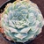 Echeveria Gilo x Raindrops - Bru Suculentas