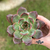 Echeveria Glam Pink - comprar online
