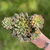 Echeveria Green Emerald Variegata Importada - comprar online