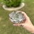 Echeveria Ice Cloud - comprar online