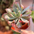 Echeveria Pink Trumpet na internet