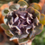 Echeveria Valkyrie Trumpet