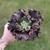 Echeveria Gibbiflora Ink Lady - comprar online