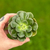 Echeveria Joan Daniel en internet