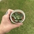 Echeveria Joan Daniel - comprar online