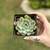 Echeveria Labios Rosados en internet