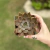 Echeveria Latte Rose